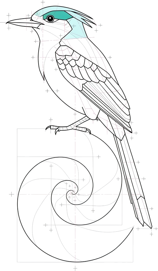 Torogoz con la cola enroscada en una espiral áurea sobre cuadrados de Fibonacci